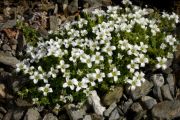 Arenaria tetraquetra